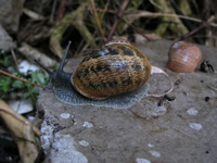 L'escargot petit gris (Helix aspersa)